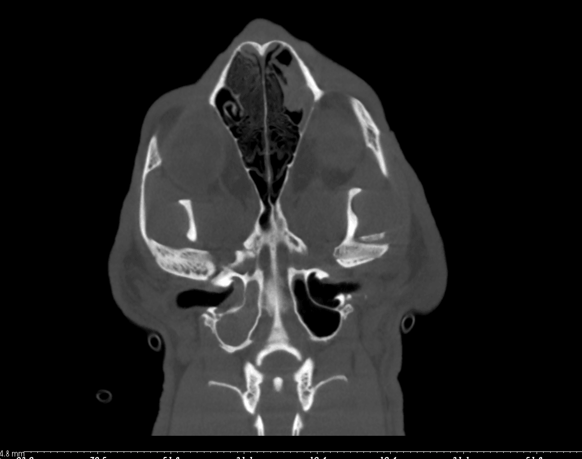 CAT Scans For Cats SF East Bay Coronal Plane