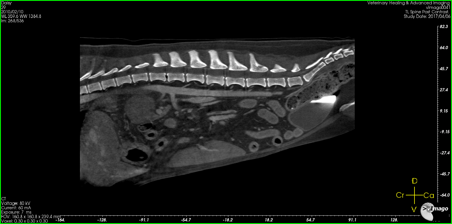 Vacuum phenomenon at T13-L1 in a dog