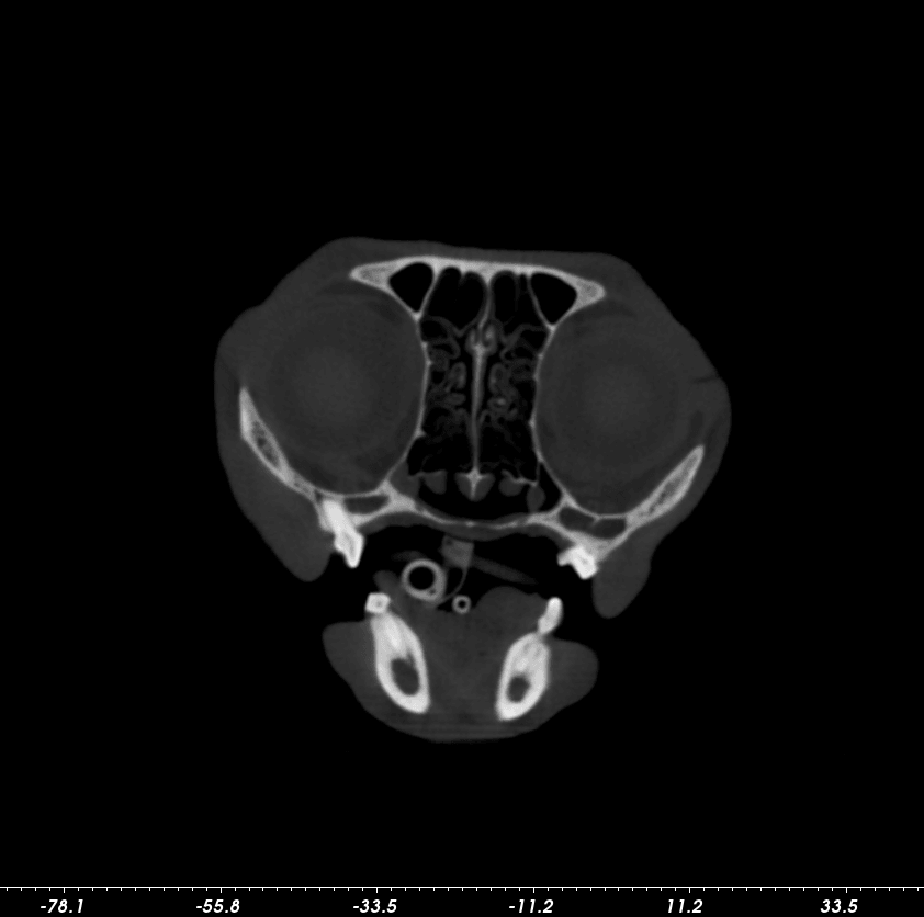 Feline CAT Scan Bay Area Axial Plane