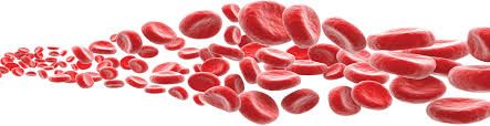 Platelet-Rich-Plasma-therapy-for-Dogs