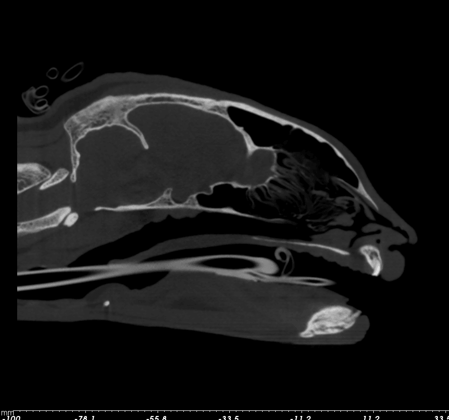 Feline CT SF East Bay Transverse Plane