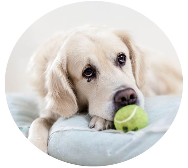 sad dog